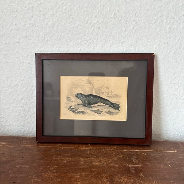 독일)빈티지 물개 액자