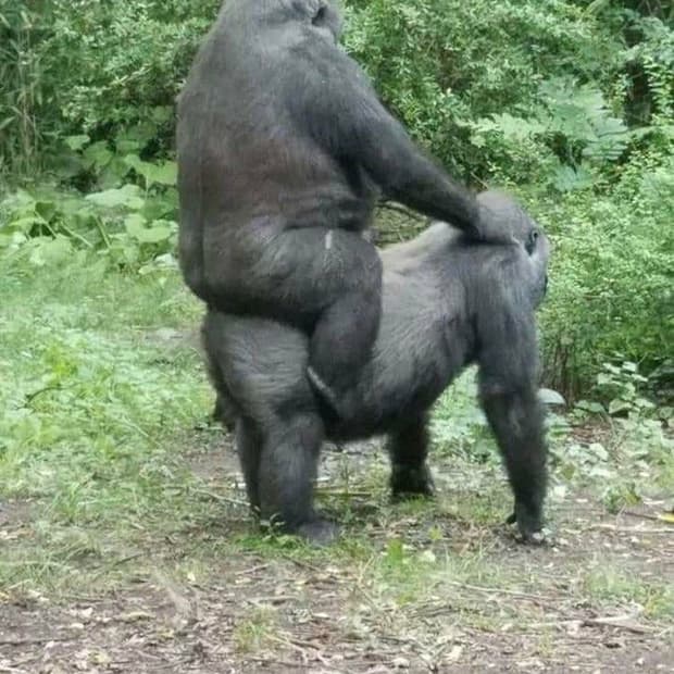 (새상품) [M] mertra 조거 팬츠