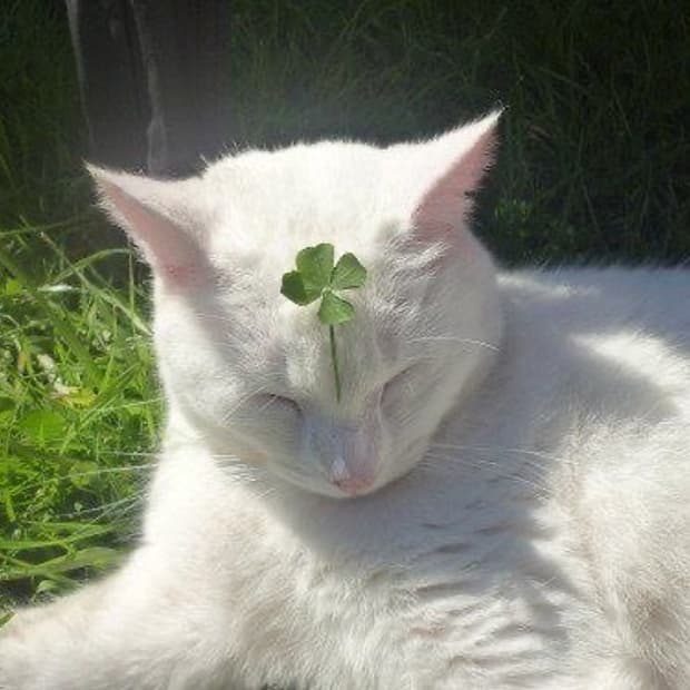 아워캐비넷 부츠컷 팬츠 s 결제창