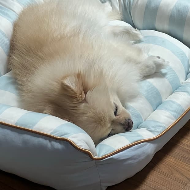 오클리 비니 결제창