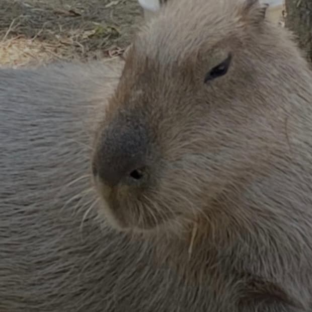 알랙산더 맥퀸 스니커즈 정 가품 구별 도와주실분