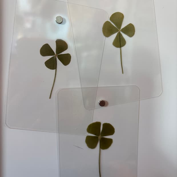 네잎클로버 3개