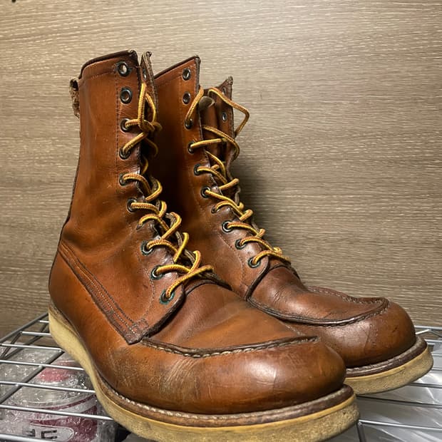 레드윙 아이리쉬세터