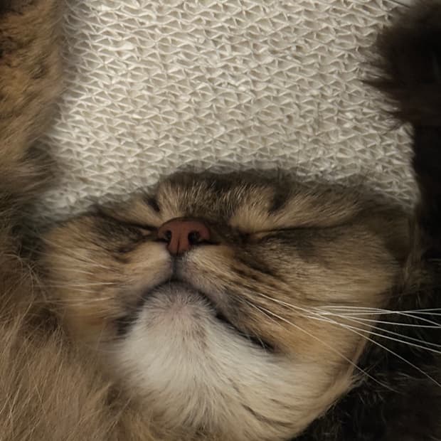 자라 하트 스토퍼 나일론 원피스