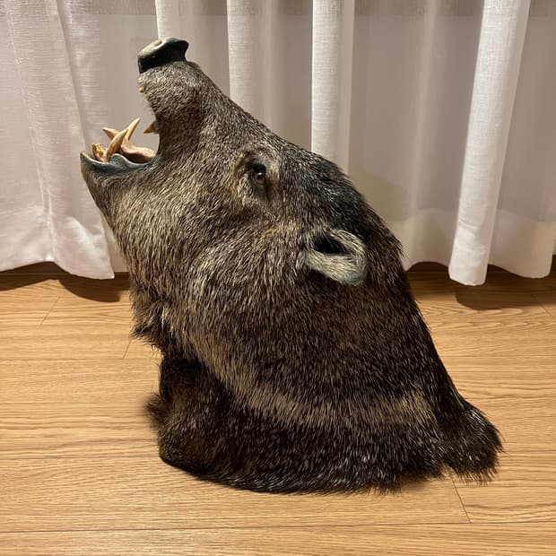 Javelina 숄더마운트 박제 헌팅트로피