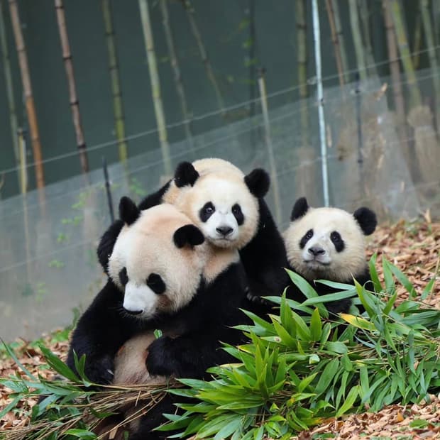 데님티어스 X 리바이스 501 팬츠