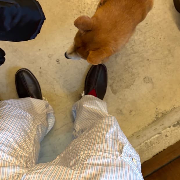 [junya watanabe] Cotton cargo pants