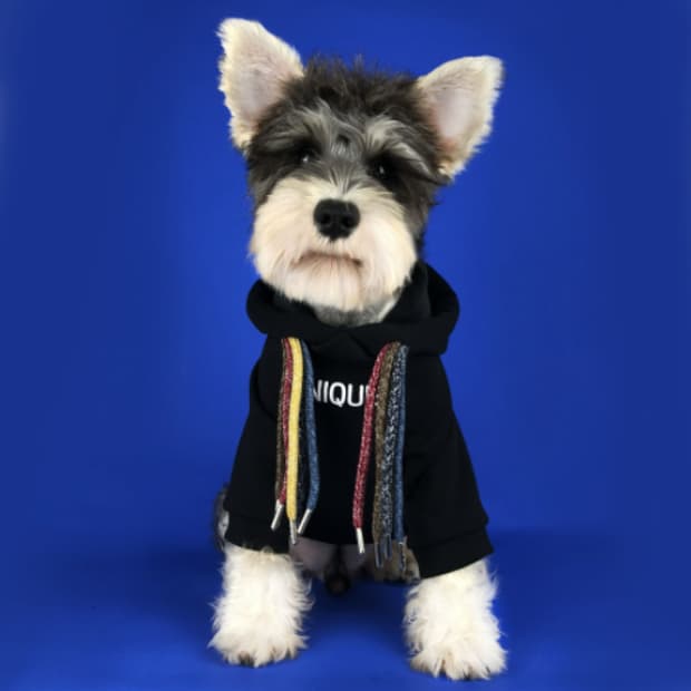 유니크 블랙 강아지 후드티셔츠