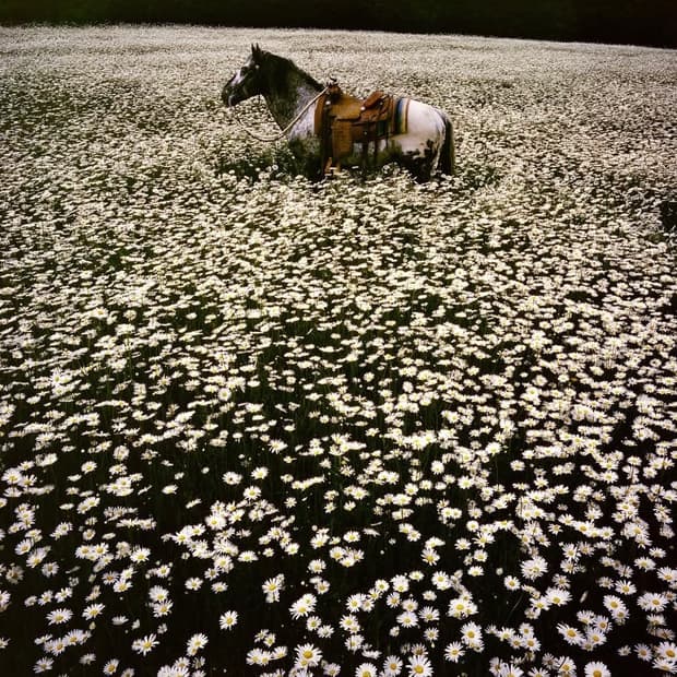 린다 매카트니 사진전 데이지 꽃밭 구합니다