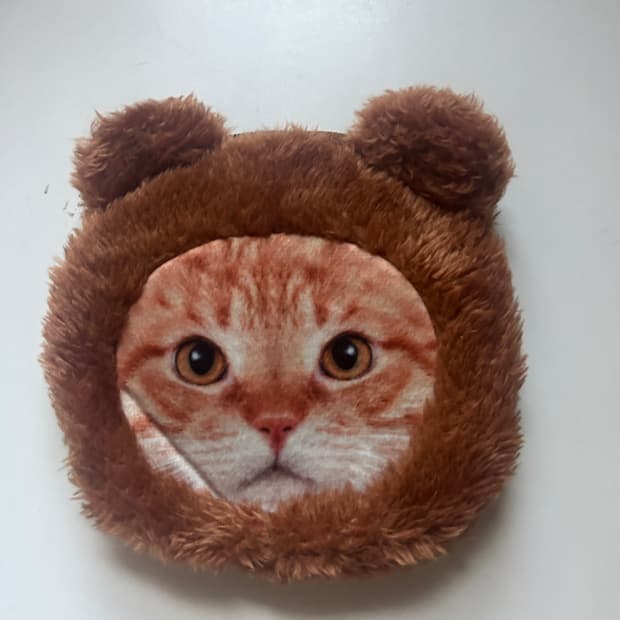 사자 고양이 카드지갑 