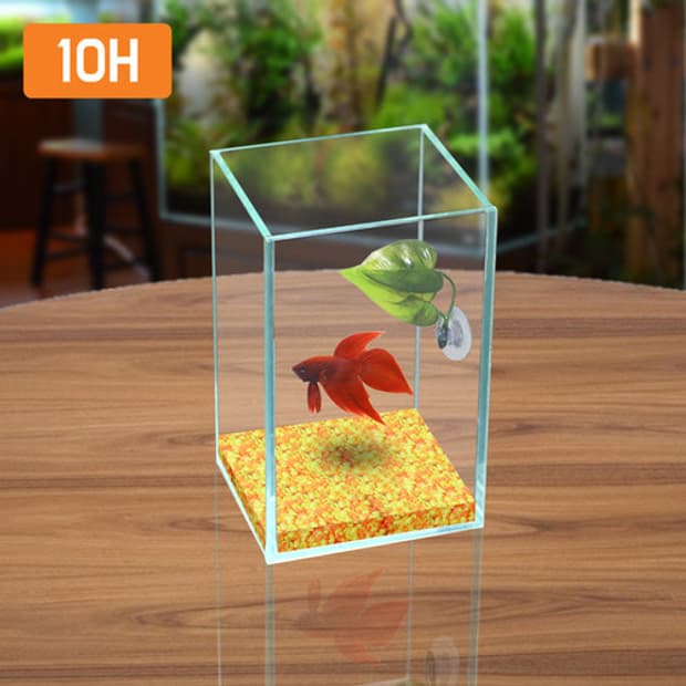 베타 사각 어항 두 개 원형 하나 판매