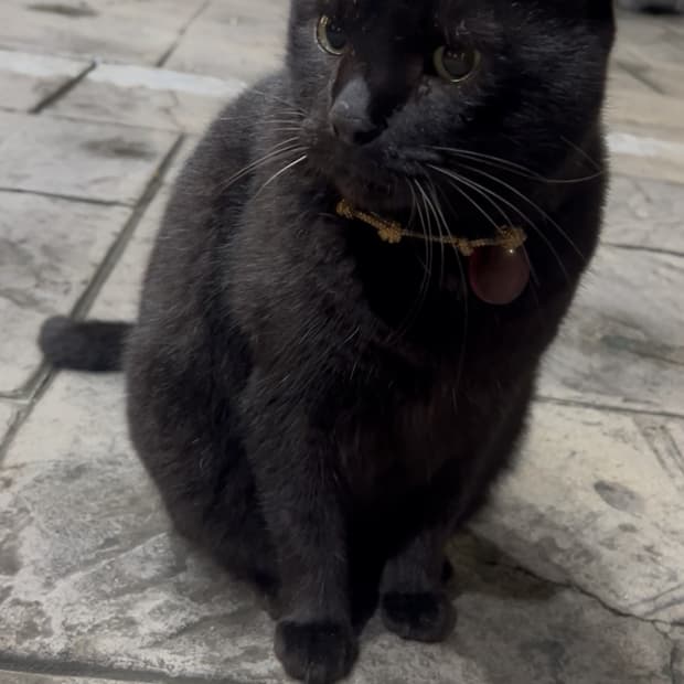 워드로브41 리버시블 백