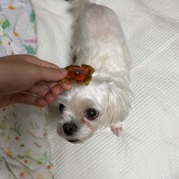 못된강아지 팔아요(사실 안팜)