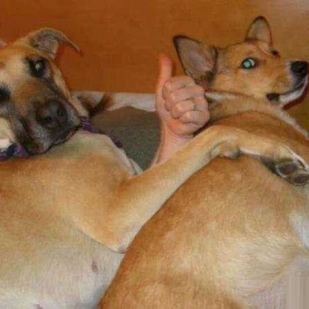 iouoxxxxxx님 슈프림 결제창