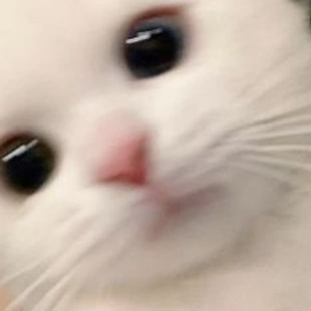 코이세이오 캣비니 컬러교환하실분?저 그레이에요