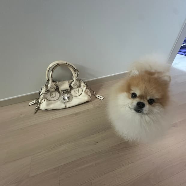 끌로에 패딩턴 크림 베이지 화이트계열