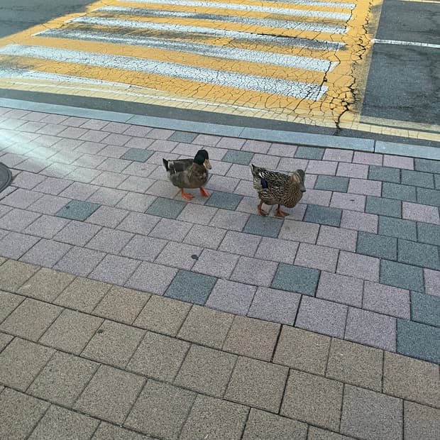 수준업님 결제창