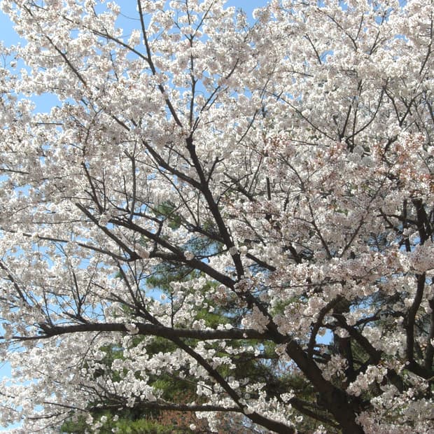 민트급 ) 카시오 엑슬림 z1080 핑크