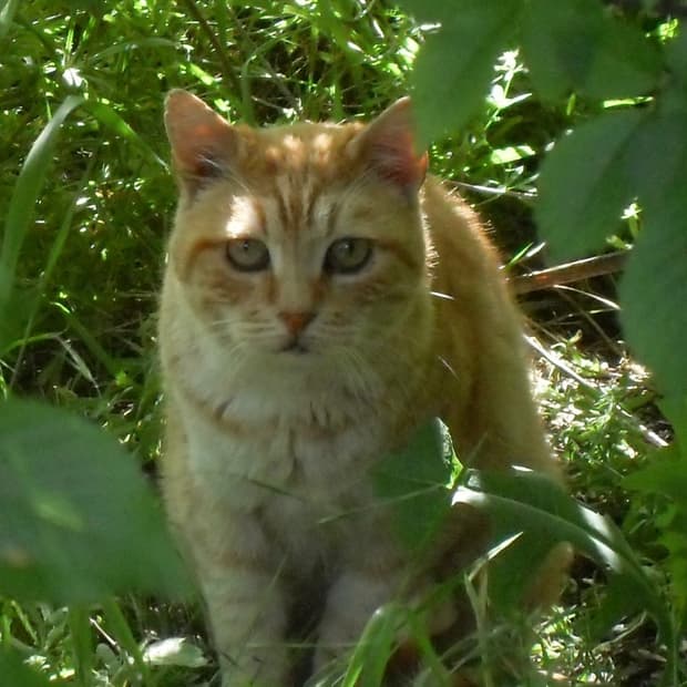 작례/레어!) 삼성 Samsung vluu m110