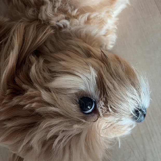 [24시 명품 최고가 매입] 루이비통 디올 보테가베네타 고야드 톰브라운