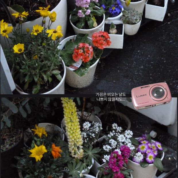 츄 빈티지 디카 루믹스 DMC-S1 작례o