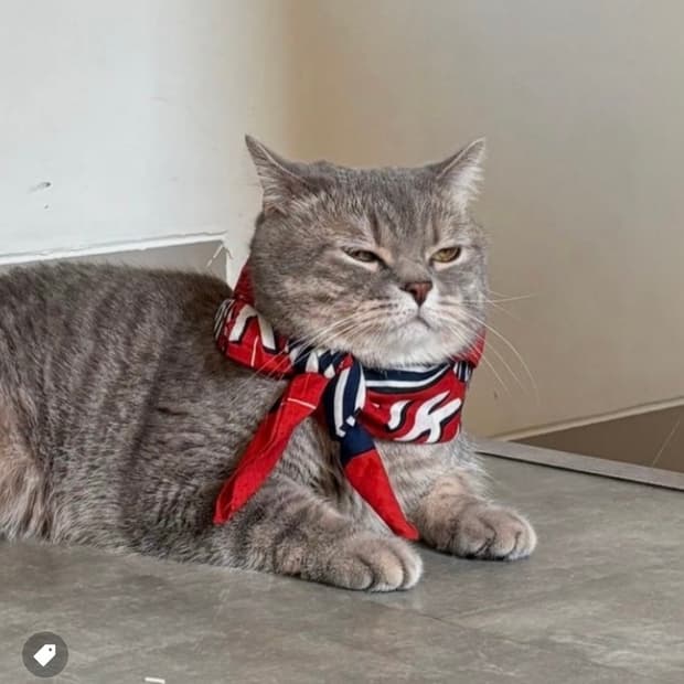 새상품)) 캐피탈 고양이 반다나 (블랙, 레드) 판매합니다