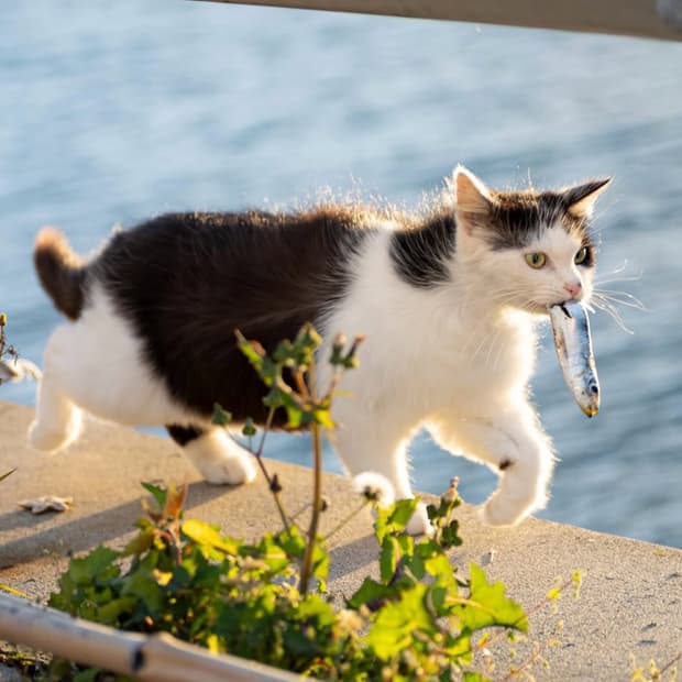 개인결제창 러셀 스웻 후집 카멜