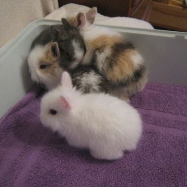 chaAii님 결제창 👩🏻‍🍳🎶