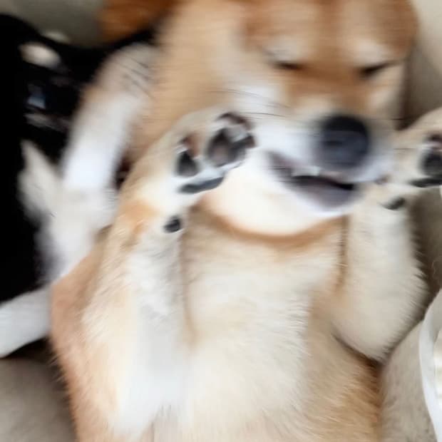 공지