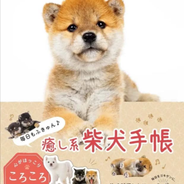 일본 시바견 강아지 다이어리