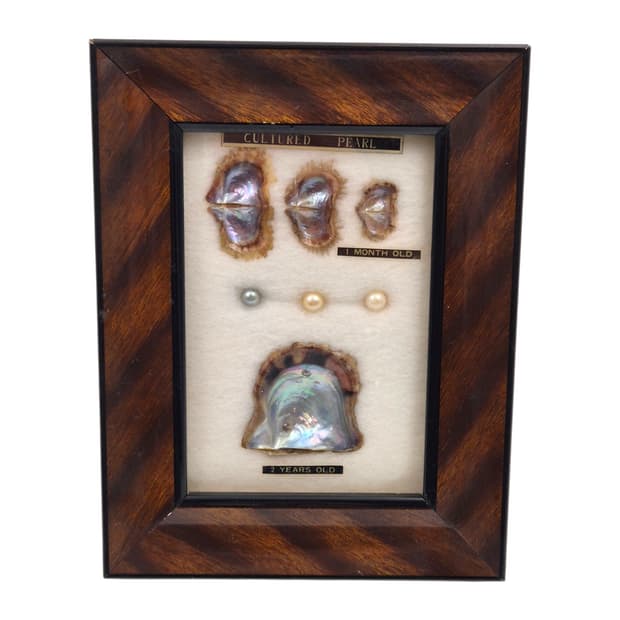 60s 이세시마 엔틱 진주 표본 우드 액자
