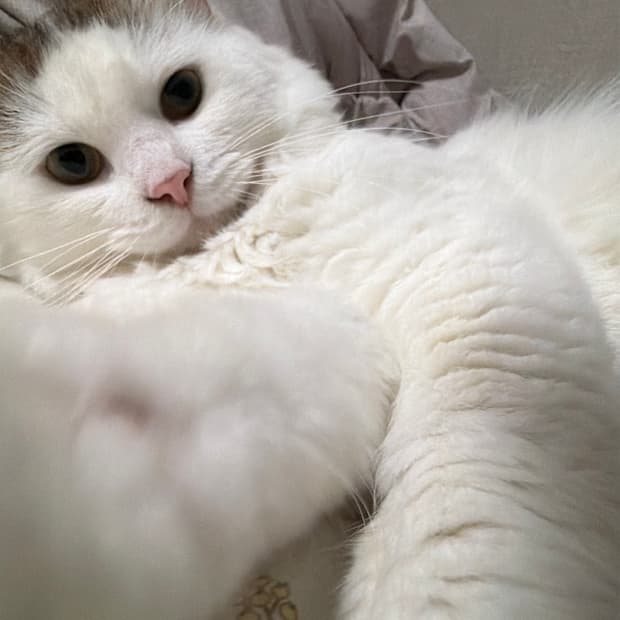롱 슬리브 카결 빈티지
