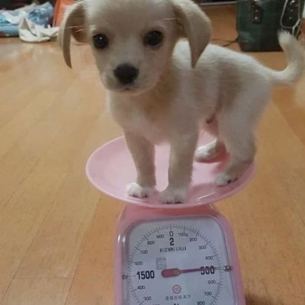 ㅇ