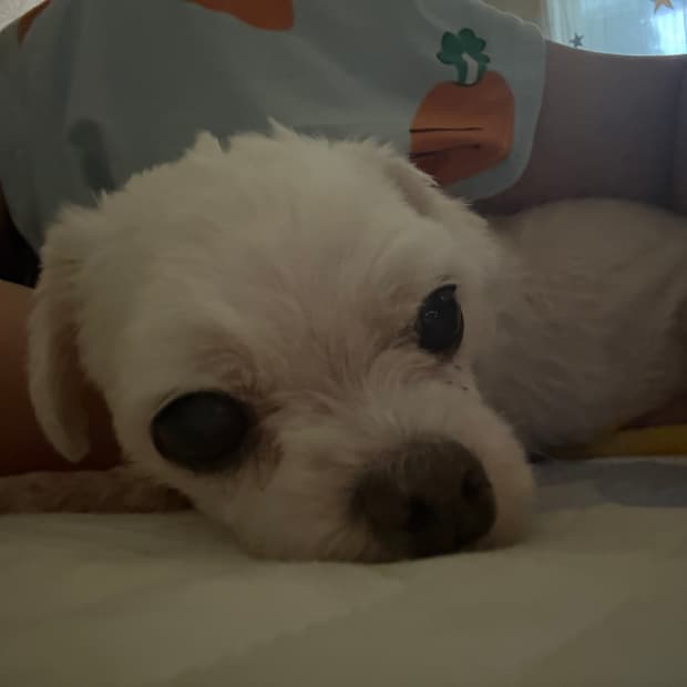 알파인더스트리 B-15 국내수입정품   :§