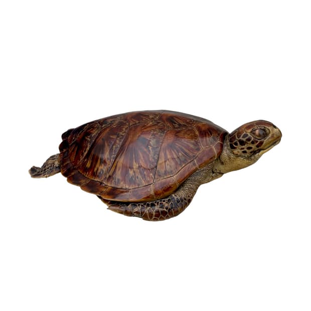 Vintage 50cm Sea Turtle Taxidermy Object
