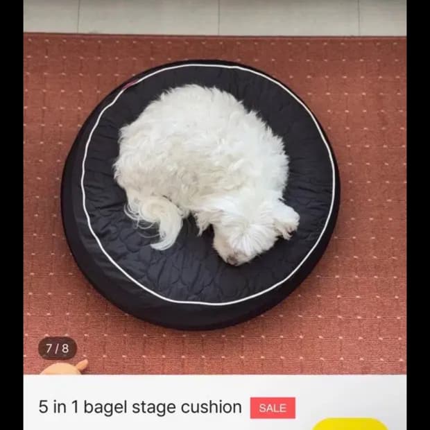 댄스온더플로어 방석