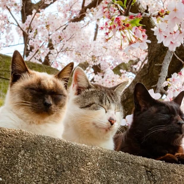개인결제창 티셔츠, 모자