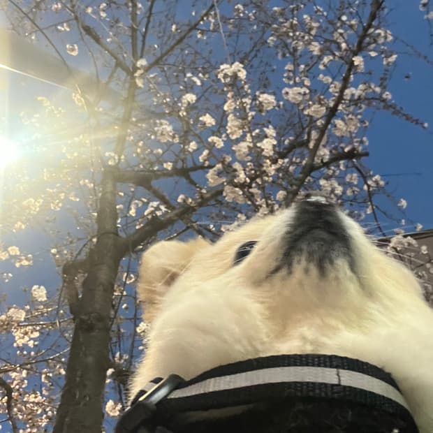 오클리비니 결제창