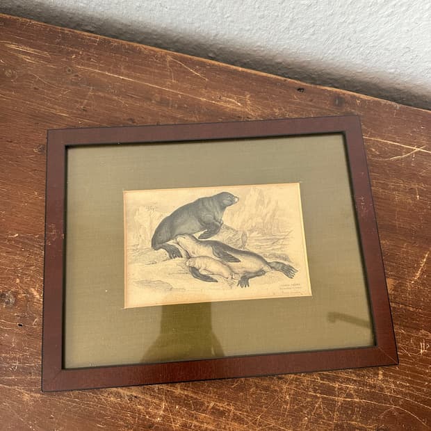 독일)빈티지 물개가족 액자