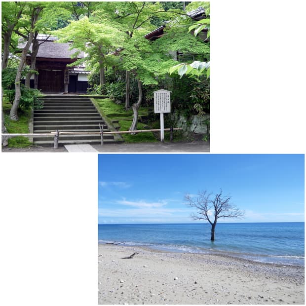 펜탁스 옵티오 P70 베이비핑크 빈티지디카