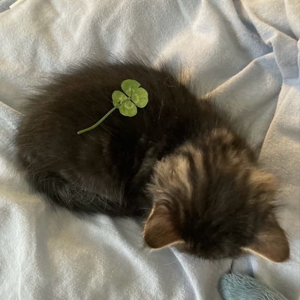 (구해요) 오즈온 ozz on 상의