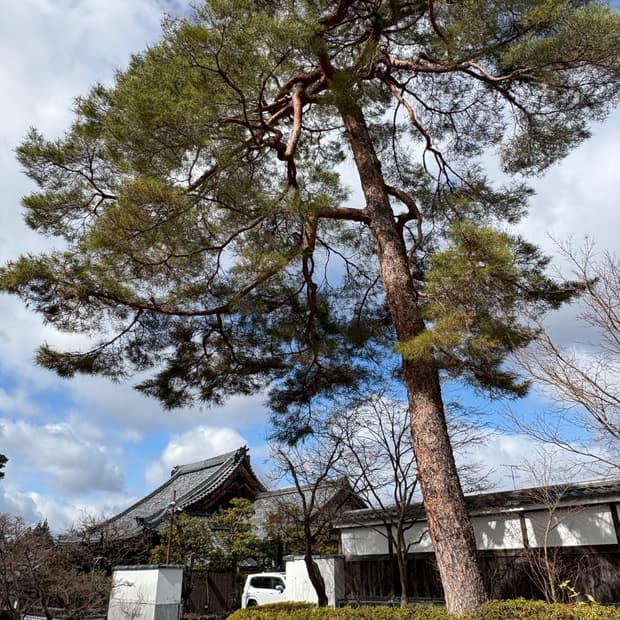 렉토 빈티지 워시드 헤링턴 s사이즈 구매합니다