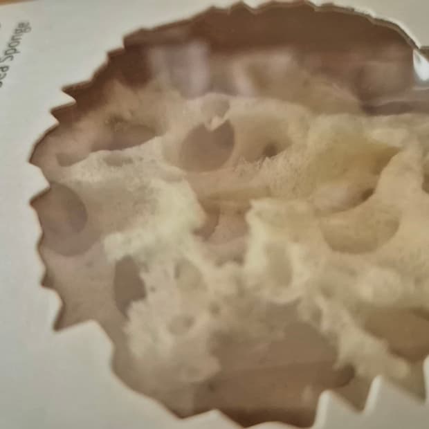 그리스 천연 해면_바디용(샤워/목욕)