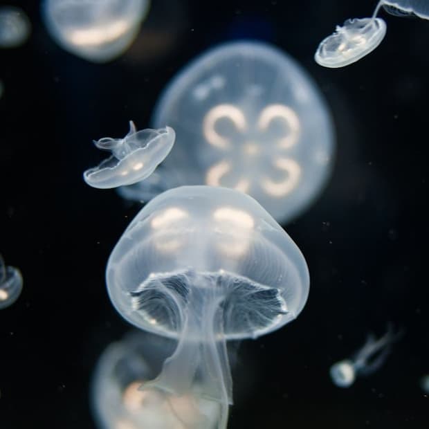 yhs1653 전용페이지 브랜디멜빌