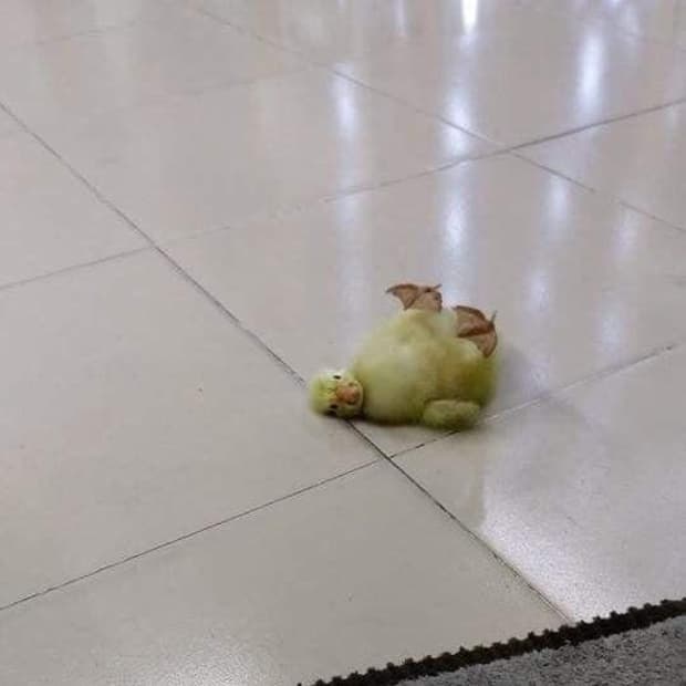 lir 개인결제창