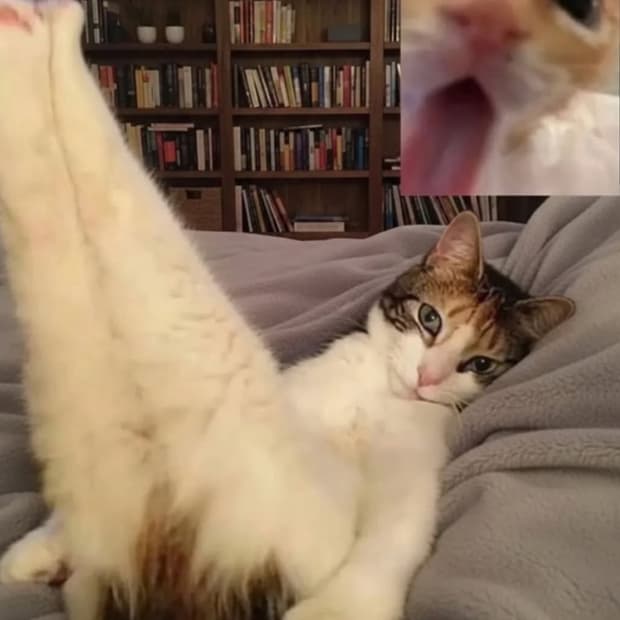 👯‍♀️팔로워1000명기념 할인(1.7일까지)🪽