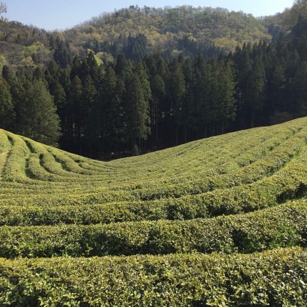 nockturnclub 님 개인거래창