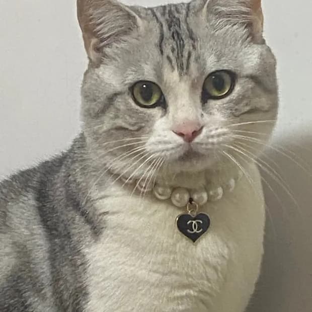 샤넬 강아지목걸이 고양이목걸이 업사이클링
