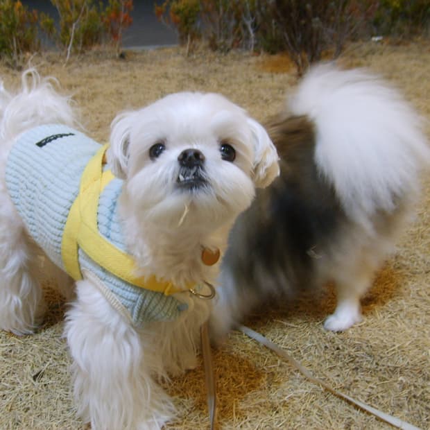 작례O 삼성 케녹스 Kenox S500 빈티지 디지털 카메라 디카