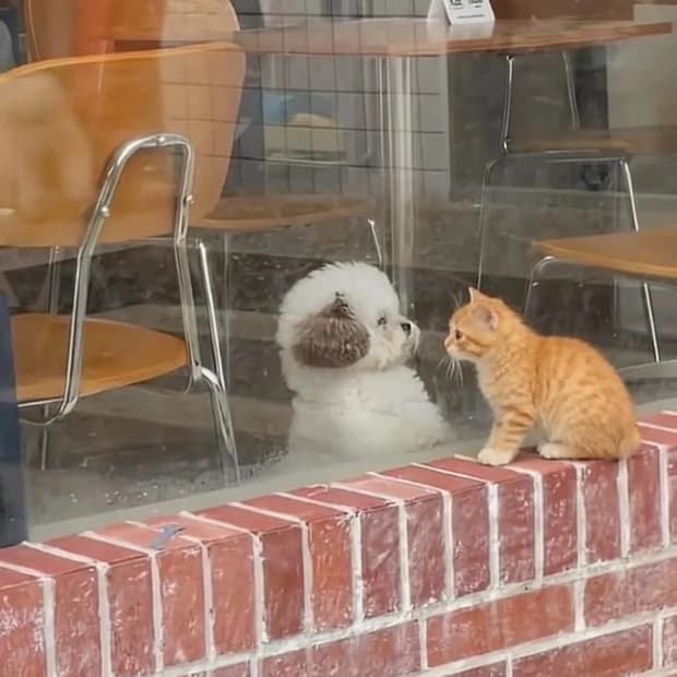 SATISFY 새티스파이 / 스페이스-오 5인치 쇼츠 마호가니 / S